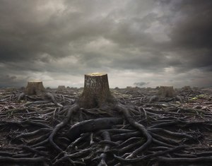 58% of Aussies believe businesses have a responsibility to prevent environmental damage