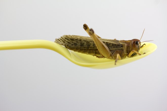 Insectos – ¿la nueva proteína? 