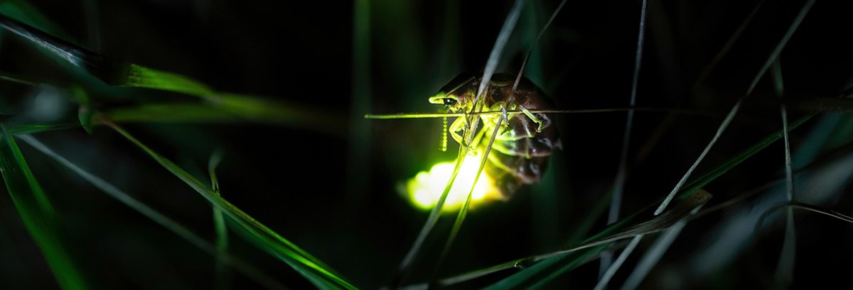 Fireflies or lightning bugs: what do Americans call them? | YouGov